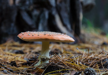 Mushrooms growing in the forest