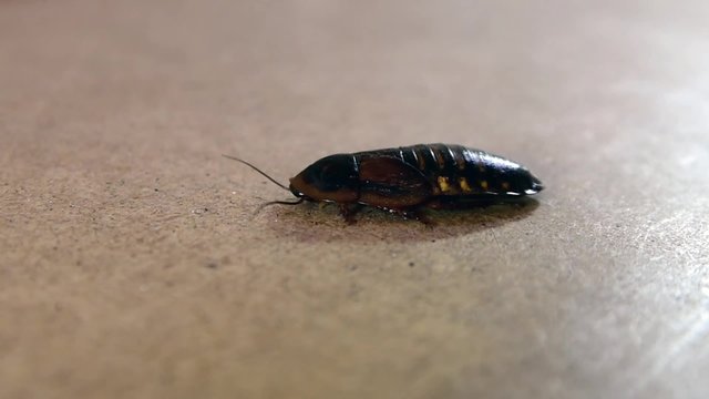 Large Cockroach Resting on a Wooden  Surface