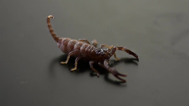 Baby Scorpion Against Black background 