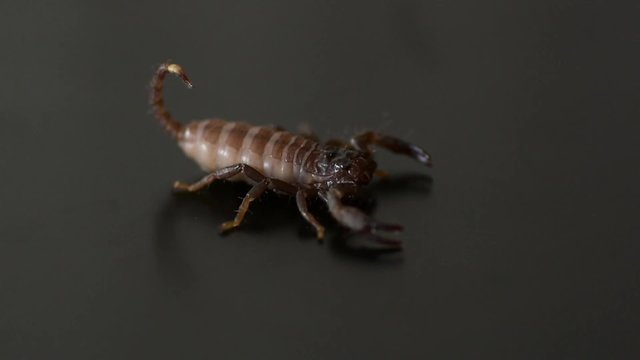 Twitching Baby Scorpion Against Black Background