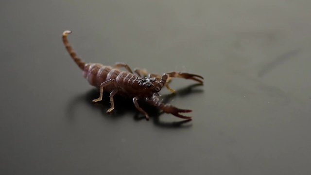 Baby Scorpion On a Dark background