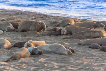 Fototapeta premium Elephant Seals