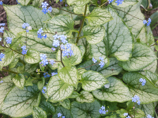 Brunnera patterned leaves