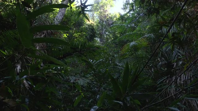the jungle of Khao Yai National Park. Thailand.  4k footage made at day.
