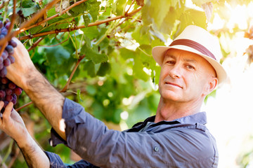 Man in vineyard
