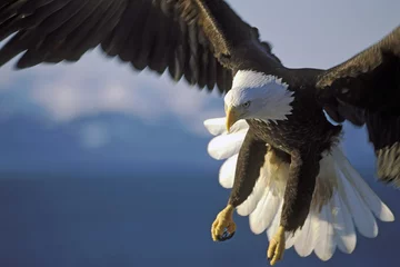 Rolgordijnen Arend Mooie Bald Eagle in spectaculaire vlucht, close-up