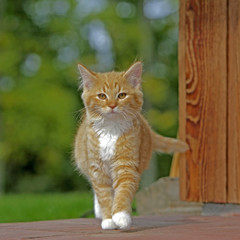 Orange tabby Kitten walking towards camera