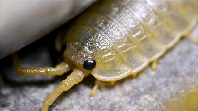 Common sea slater (Ligia oceanica). An abundant littoral woodlouse (isopod crustacean) on British and European rocky shores
