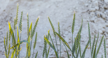 corn field in detail