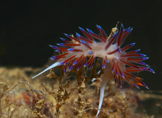 cratena peregrina
