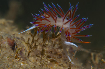 cratena peregrina