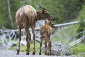 Mother Mule Deer and fawn in spring.