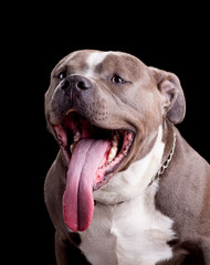 Portrait of an American Bully Dog on a Black Background