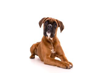 Beautiful boxer puppy - 105807264