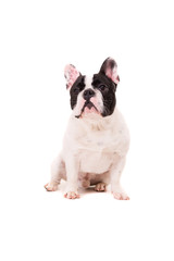 French Bulldog puppy
