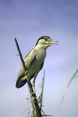 a green heron resting on the stick of the palm tree in sekinchan malaysia