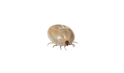 Tick on white