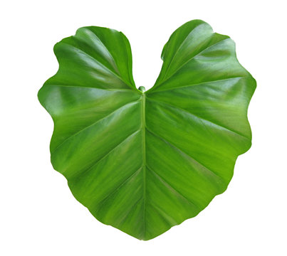 Fototapeta taro leaf isolated on white background       