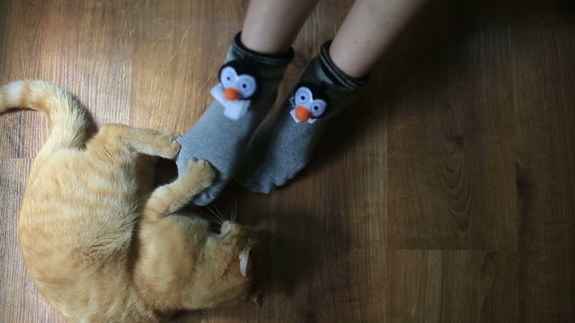 Cute red cat plays with girl in funny socks close up