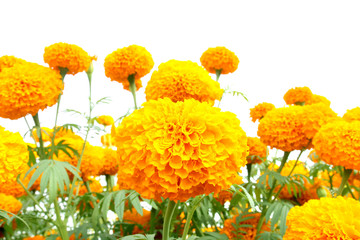 Marigold flower on a white background