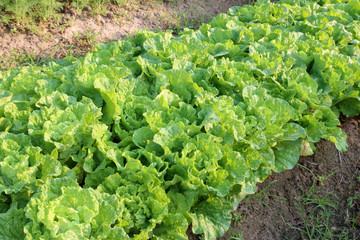 Rows of fresh lettuce plants on a fertile field