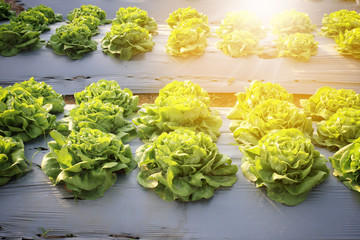 Rows of fresh lettuce plants on a fertile field
