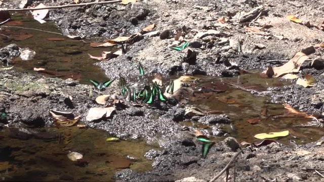 Slowmotion video of Butterflies drink water from a stream in the jungle of Khao Yai National Park. Thailand. 

