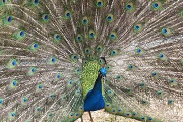 Obraz premium PAVÃO MAJESTOSO