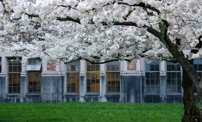 Blooming cherry branches frame campus doors and windows -1