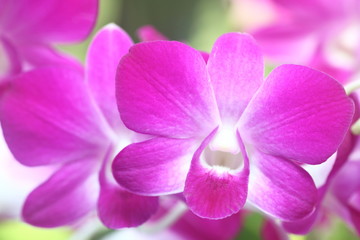 Fototapeta na wymiar Dendrobium 1
