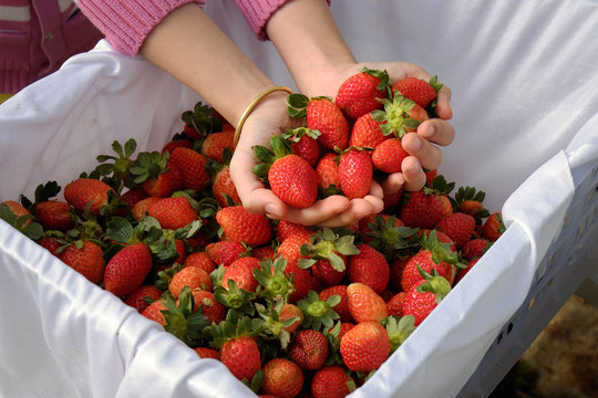 strawberry,Da Lat, dalat, fruit, agriculture