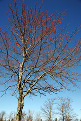 maple tree with red sprout in early spring