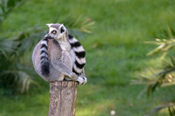 Lemur on wood