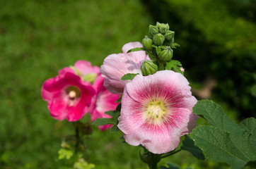 flower in formal garden