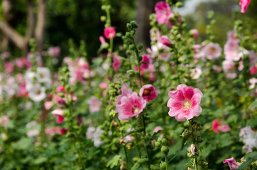 flower in formal garden