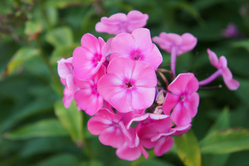 Fototapeta na wymiar pink phlox flower