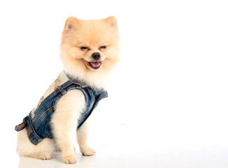 soft,pomeranian dog short hair on white background