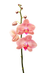 Naklejka na ściany i meble Orchid flowers isolated on white background