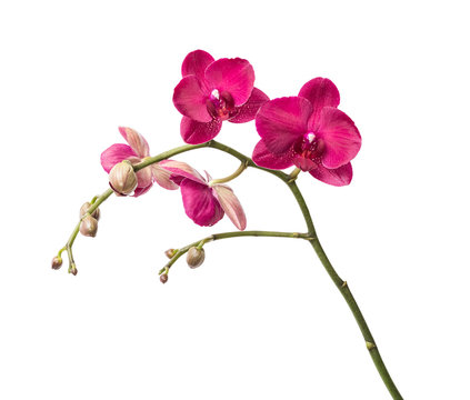 Fototapeta Orchid flowers isolated on white background