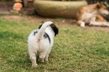 Mother dog and puppies