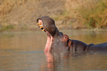 Hippo (Hippopotamus amphibius) with open mouth, Sabie-Sand nature reserve, South Africa.