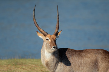 Portrait of a large waterbuck bull (Kobus ellipsiprymnus), South Africa.