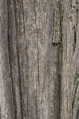 Wood texture