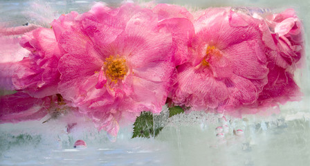 Background of   rosa flower frozen in ice