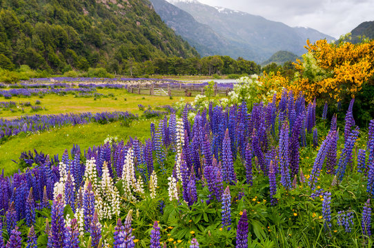 Lupine flowers at Simpson River Valley