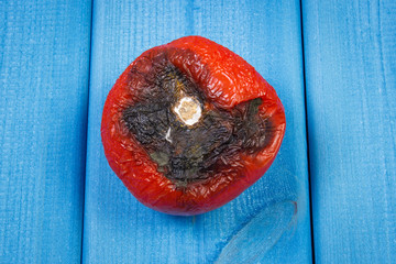 Old wrinkled tomato with mold on blue boards