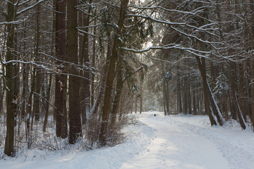 Bialowieza Palace Park in winter