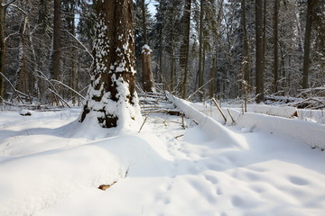 Snowfall after deciduous stand in morning with snow wrapped trees and old linden in foreground,Bialowieza Forest,Poland,Europe