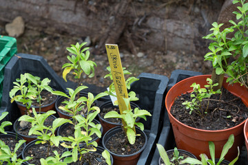 Stevia plant in a Swiss greenhouse