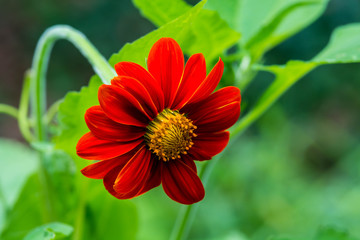 Close up of Mexican sunflower